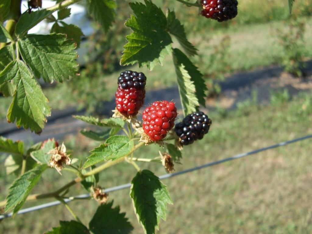 Agriturismo Cascina Rossano Provaglio d'Iseo Εξωτερικό φωτογραφία