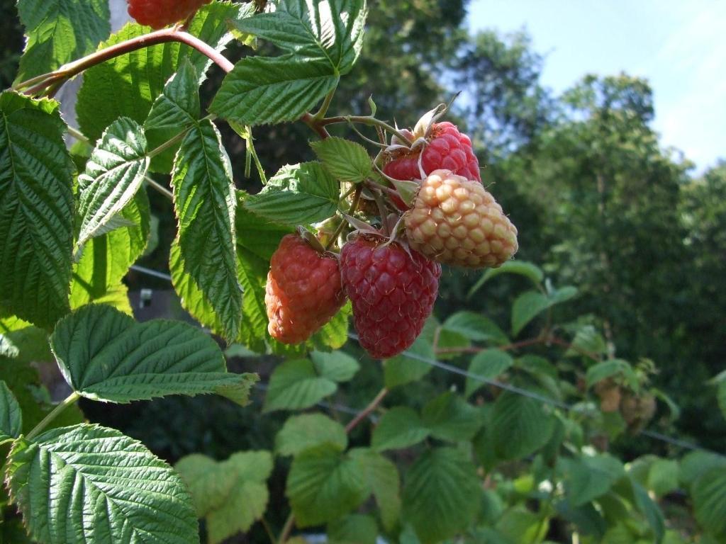 Agriturismo Cascina Rossano Provaglio d'Iseo Εξωτερικό φωτογραφία