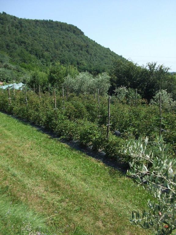 Agriturismo Cascina Rossano Provaglio d'Iseo Εξωτερικό φωτογραφία